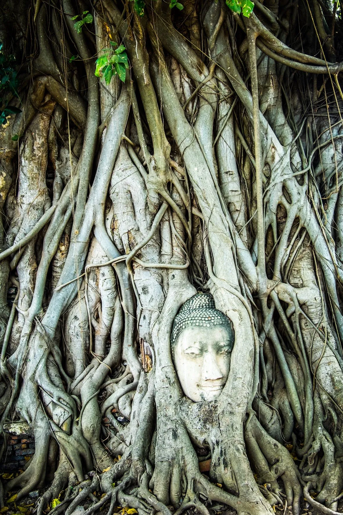 A stone Buddha head held among the twisting roots of a fig tree